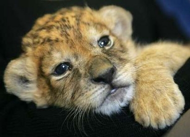 lion-cub1.jpg